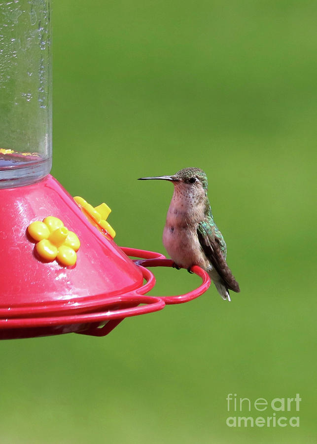 New Friend Hummingbird Photograph by Carol Groenen