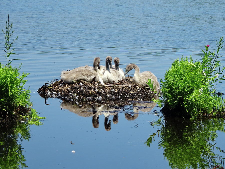 New Generation of Mute Swans Photograph by Lyuba Filatova