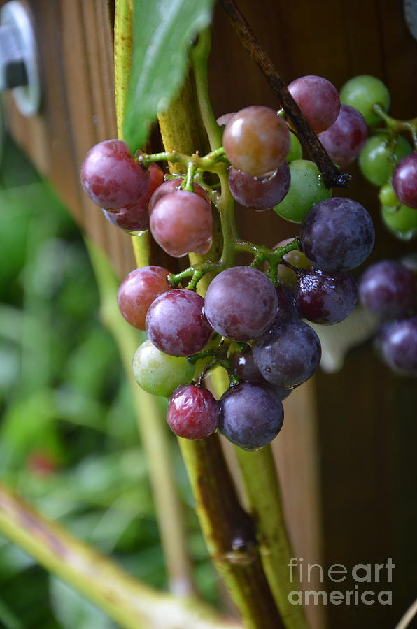 New Grapes Photograph by Robert Meanor