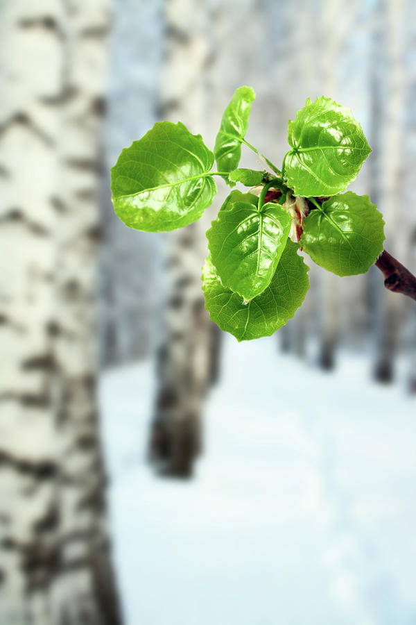 New Green Leaves At Winter Photograph by Mikhail Kokhanchikov