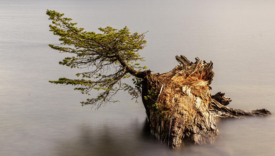 New Growth From Fallen Tree Photograph by Tony Locke