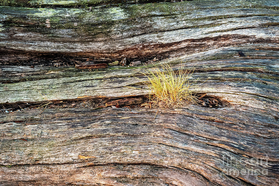 New Growth on Old Log I Photograph by M G Whittingham