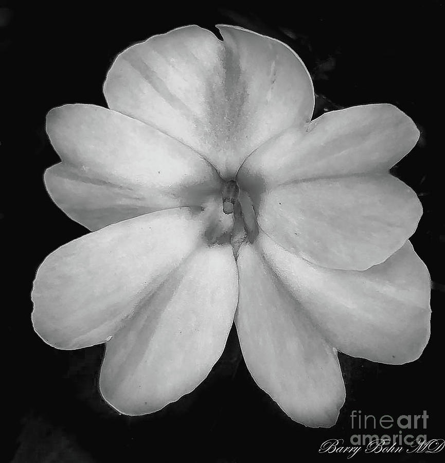 New Guinea impatiens BW Photograph by Barry Bohn