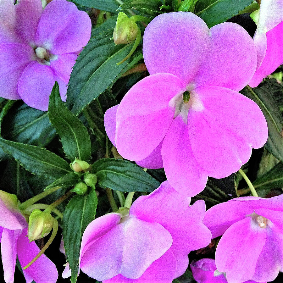 New Guinea Impatiens Photograph by Connie Fox - Fine Art America