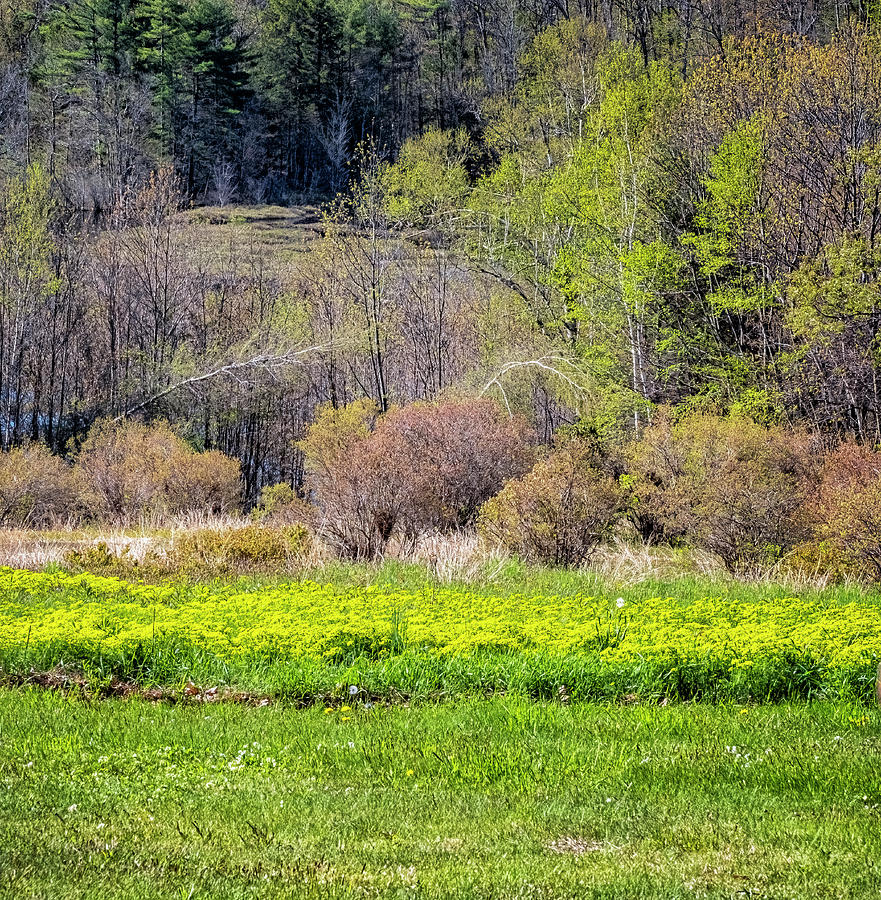 New Hampshire Meadow #1 Photograph by Tom Singleton