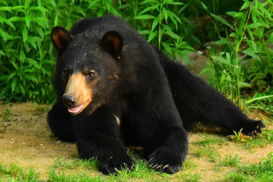 New Hampshire Black Bear Photograph by Catherine Reusch Daley Pixels