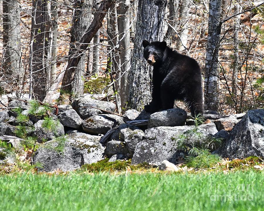 Animal Photograph - New Hampshire Black Bear by Steve Brown