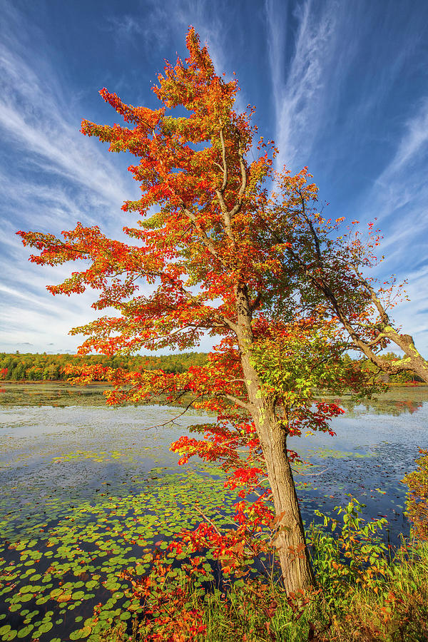New Hampshire Lakes Region Fall Colors Photograph by Juergen Roth