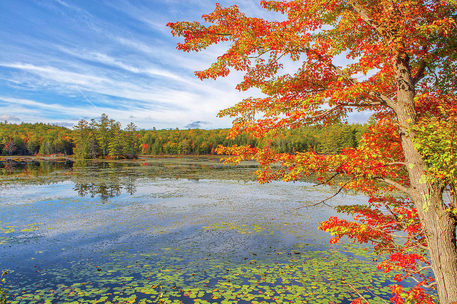 New Hampshire Lakes Region Fall Foliage Color Photograph by Juergen Roth