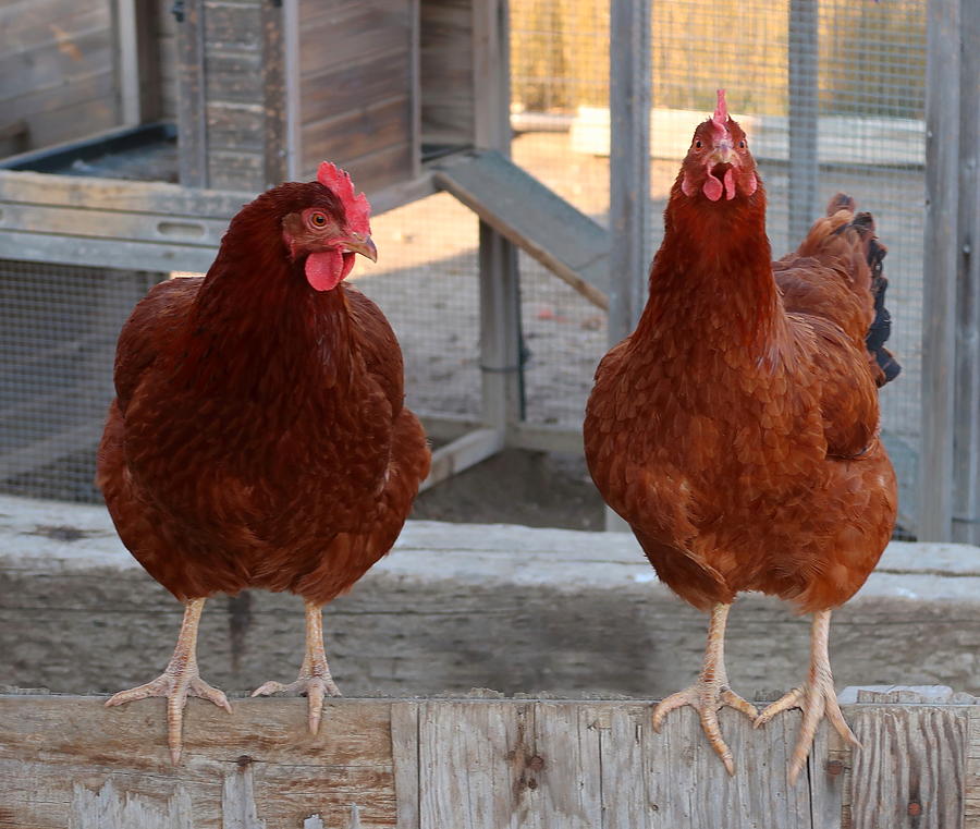 New Hampshire Red Hens Photograph by Katie Keenan