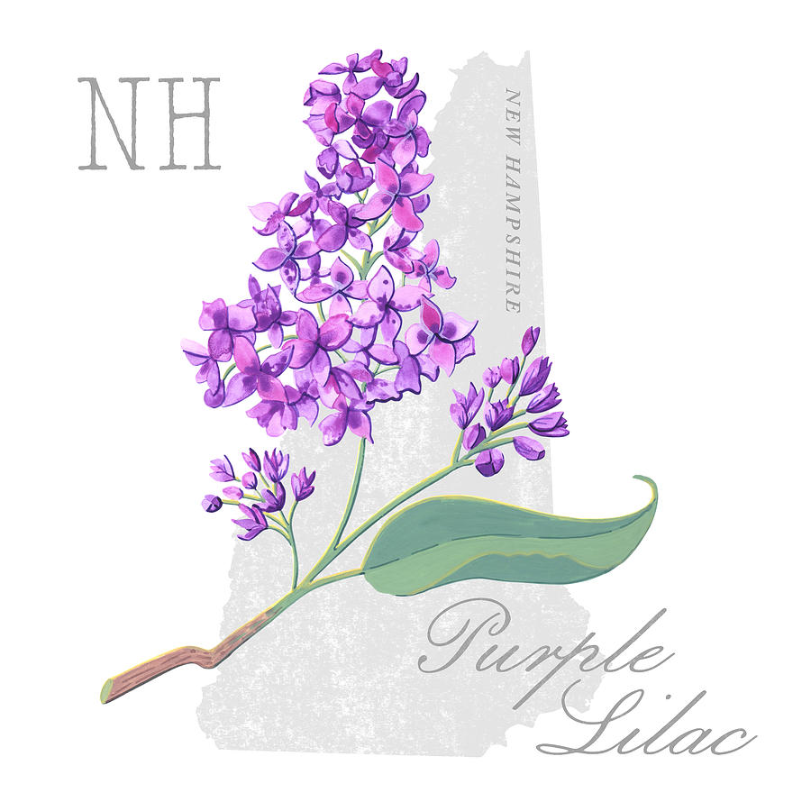 New Hampshire State Flower Purple Lilac Art by Jen Montgomery Painting by Jen Montgomery
