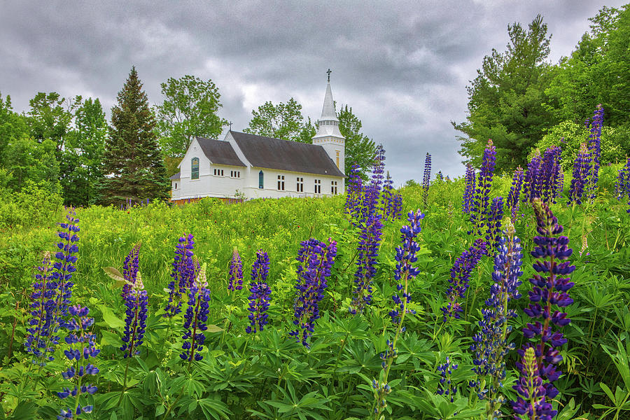 New Hampshire Sugar Hill Lupines Photograph by Juergen Roth