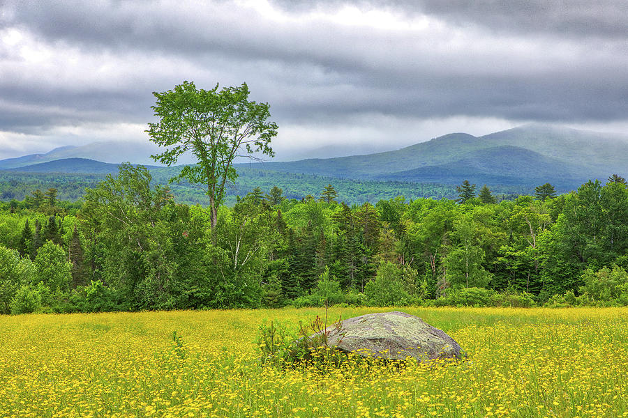 New Hampshire White Mountains Wildflower Field Photograph by Juergen Roth