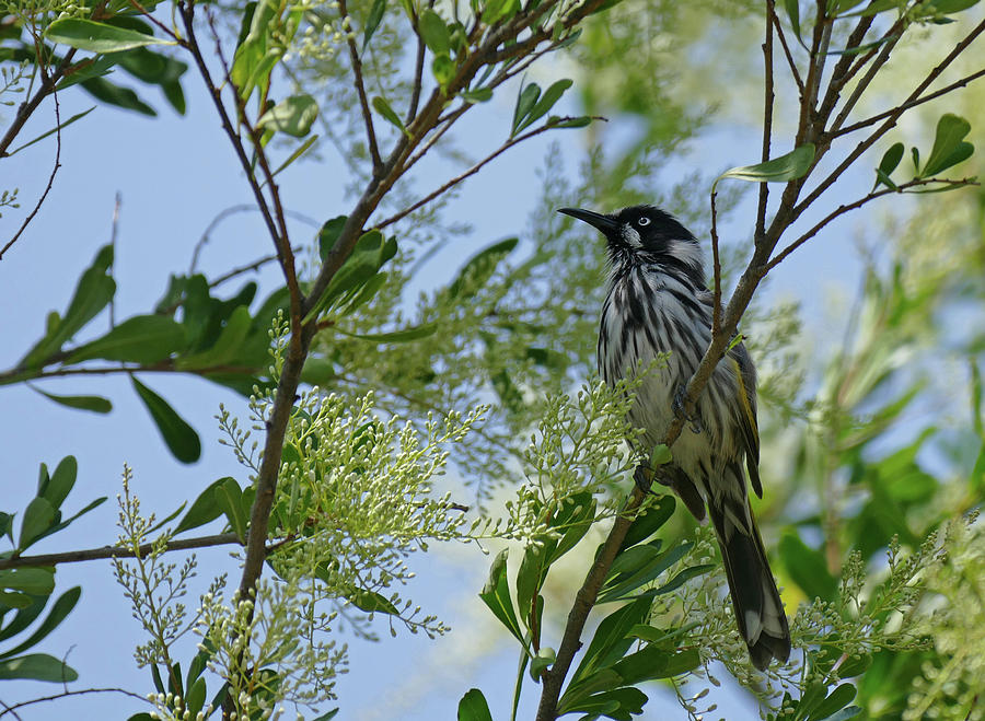 New Holland Honey Eater Perched 2 Photograph by Maryse Jansen