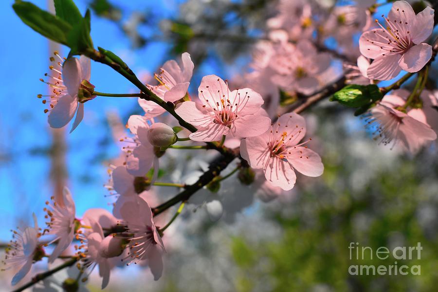 New Hope Blossoms In Spring 2 Photograph by Leonida Arte