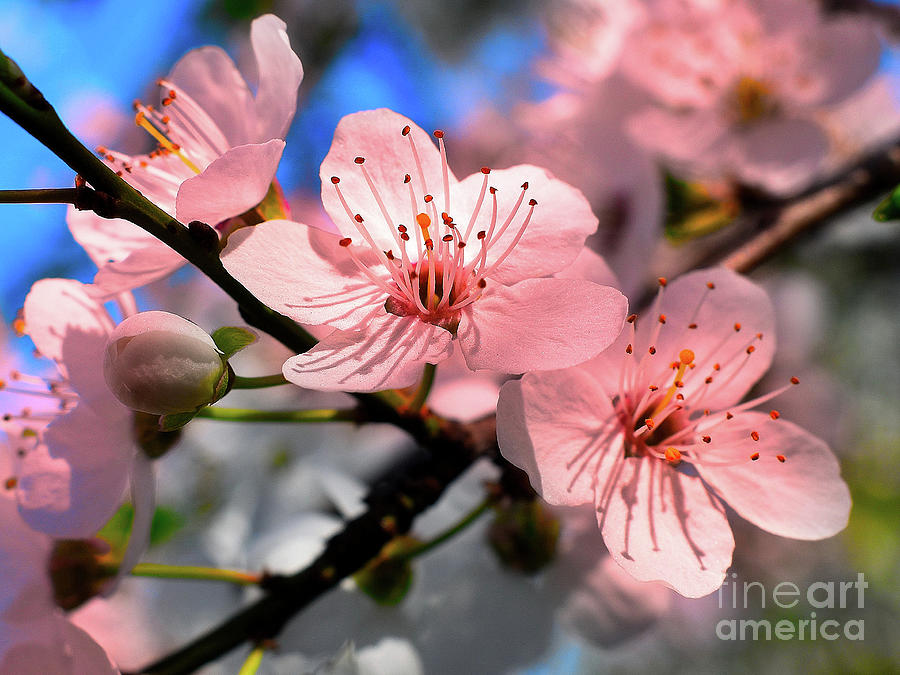 New Hope Flower Blossoms In Spring   Photograph by Leonida Arte