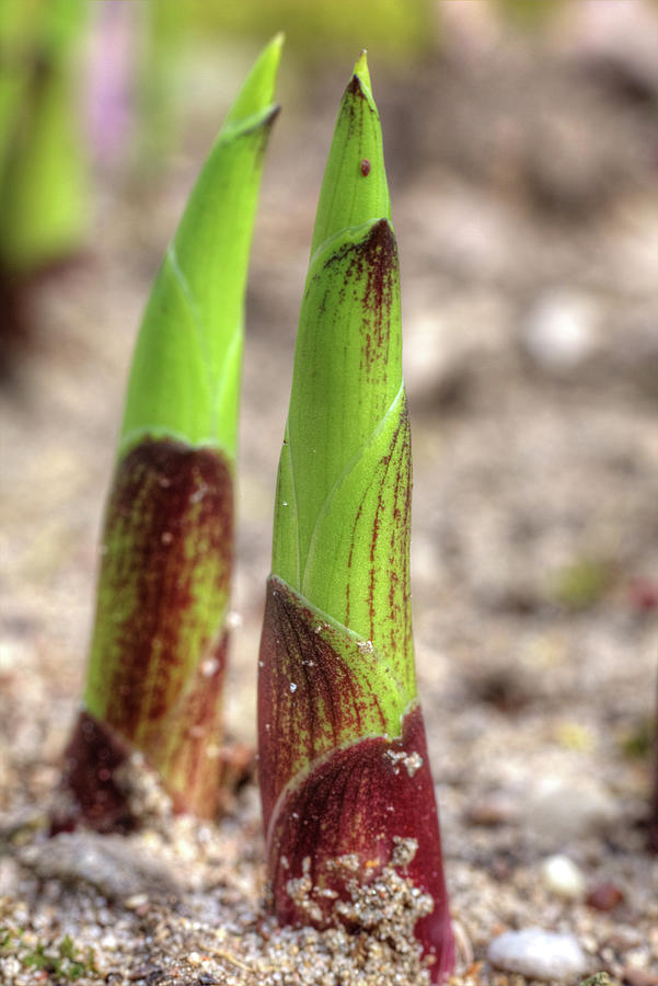 Macro Photograph - New hosta growth competing for sunlight by Marj Esch Macro Photograph - New hosta growth competing for sunlight by Marj Esch
