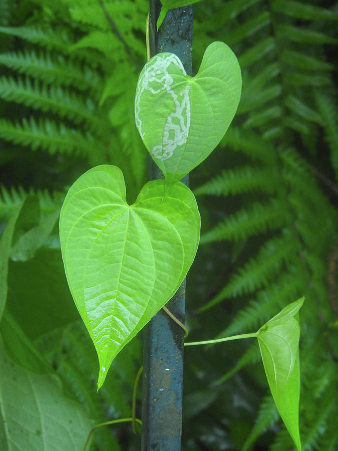 New ivy leaves climbing a black pole Photograph by Lisa Crawford - Fine ...