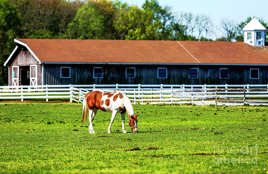New Jersey Horse in the Field Photograph by John Rizzuto