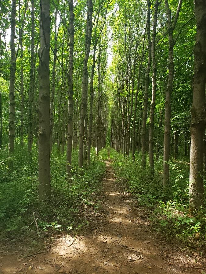 New Jersey Path Photograph By Inez Ellen Titchenal - Fine Art America