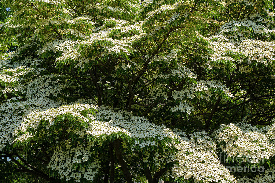 New Jersey White Dogwood Blooms Photograph by Bob Phillips