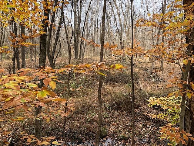 Fall Photograph - New Jersey Woods by Agnieszka Gerwel