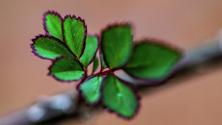 New Leaves Photograph by Amelia Pearn