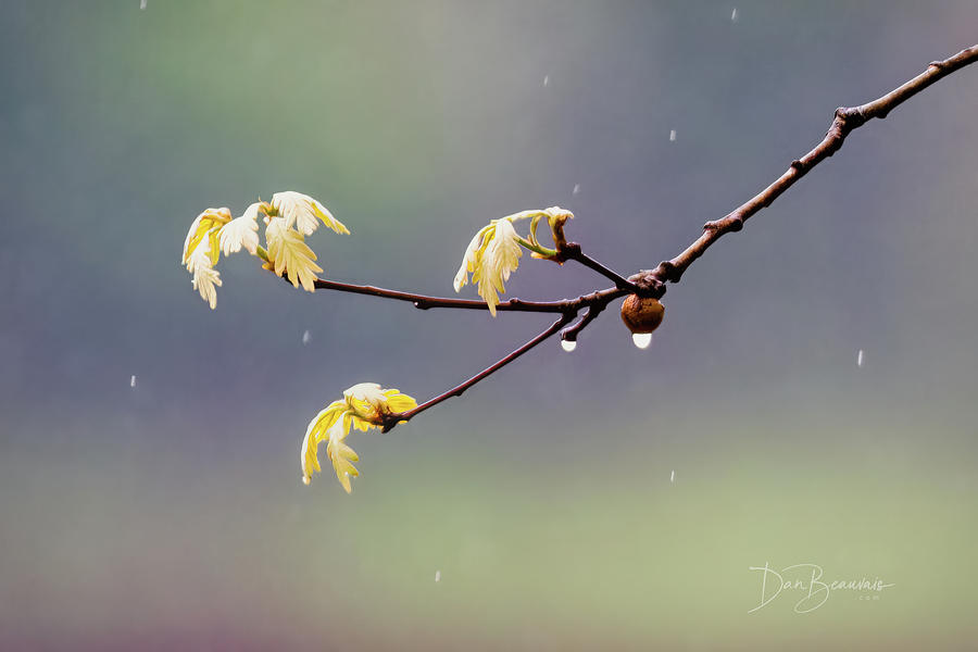 New Leaves in Rain #5483 Photograph by Dan Beauvais
