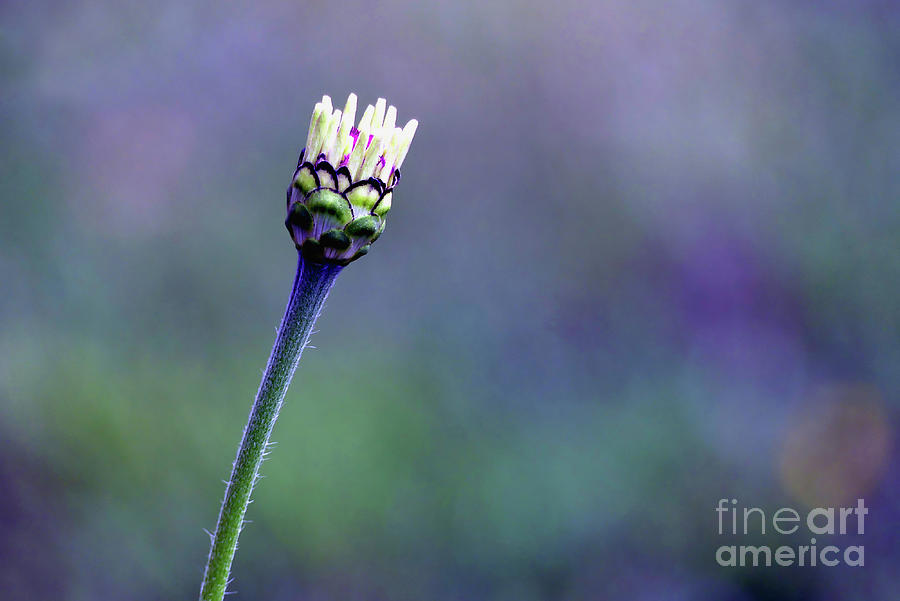 New Life Photograph by Amy Dundon