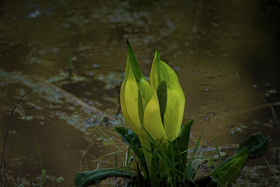 New Life Photograph by Bill Posner
