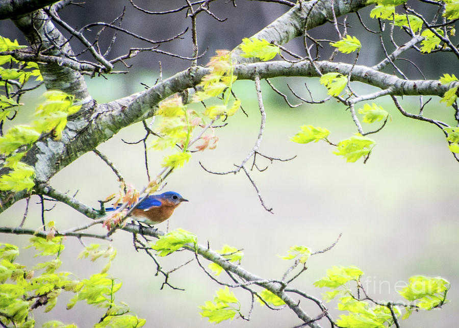 New Life Bluebird Photograph by Cheryl McClure