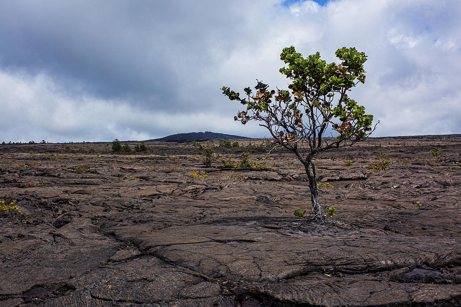 Hawaii Volcanoes National Park Photograph by Billy Bateman
