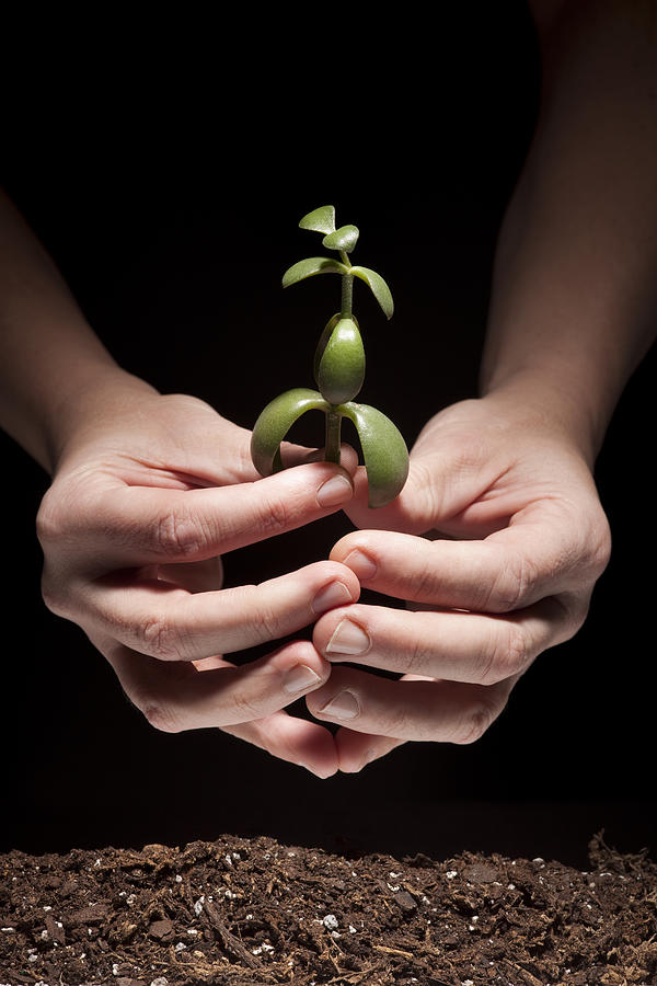 New Life; Hands holding, Planting Tiny Green Plant in Soil Photograph by JamesBrey