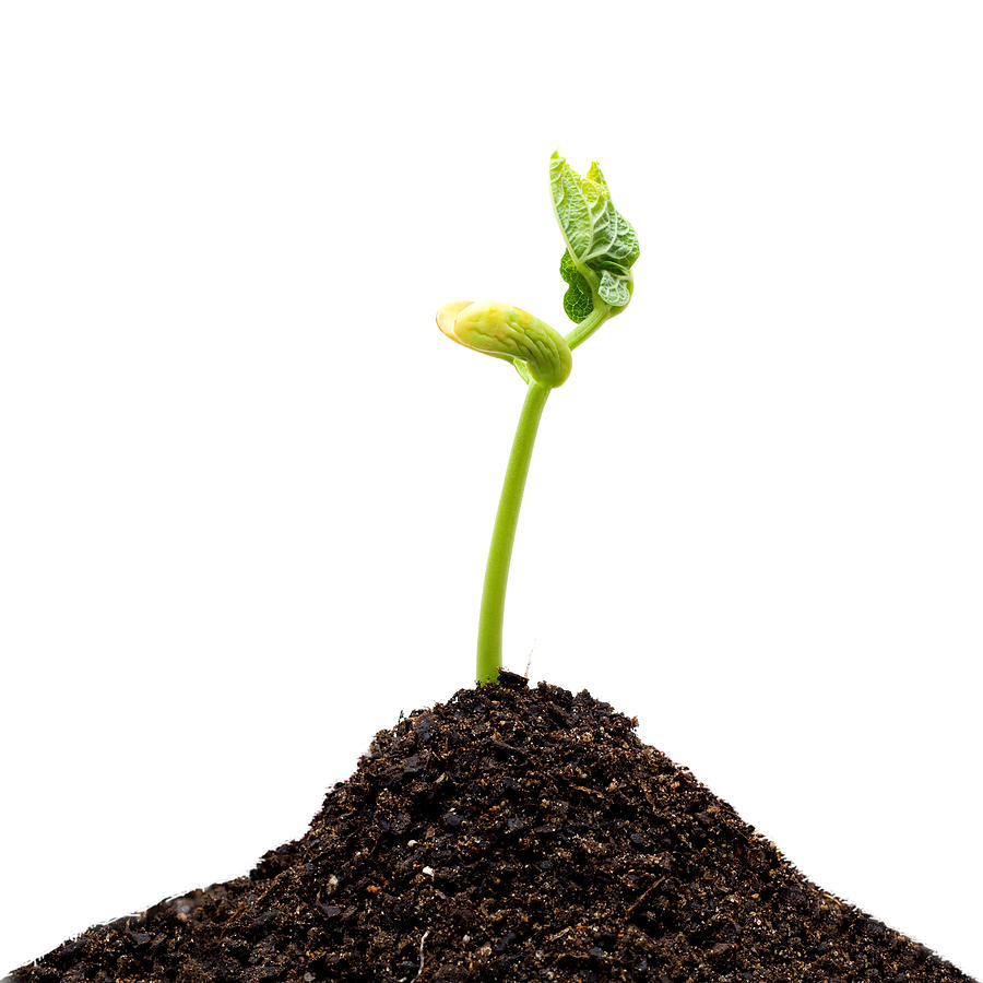 New Life isolated on white background Photograph by Hudiemm New Life isolated on white background Photograph by Hudiemm