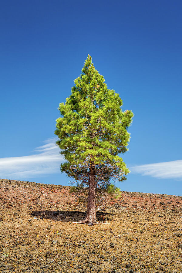 New Life on the Cinder cone Photograph by Pierre Leclerc Photography