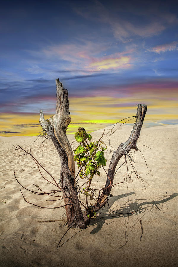 New Life Sprouting with Dead Trees with Sunset Sky on Silver Lak Photograph by Randall Nyhof
