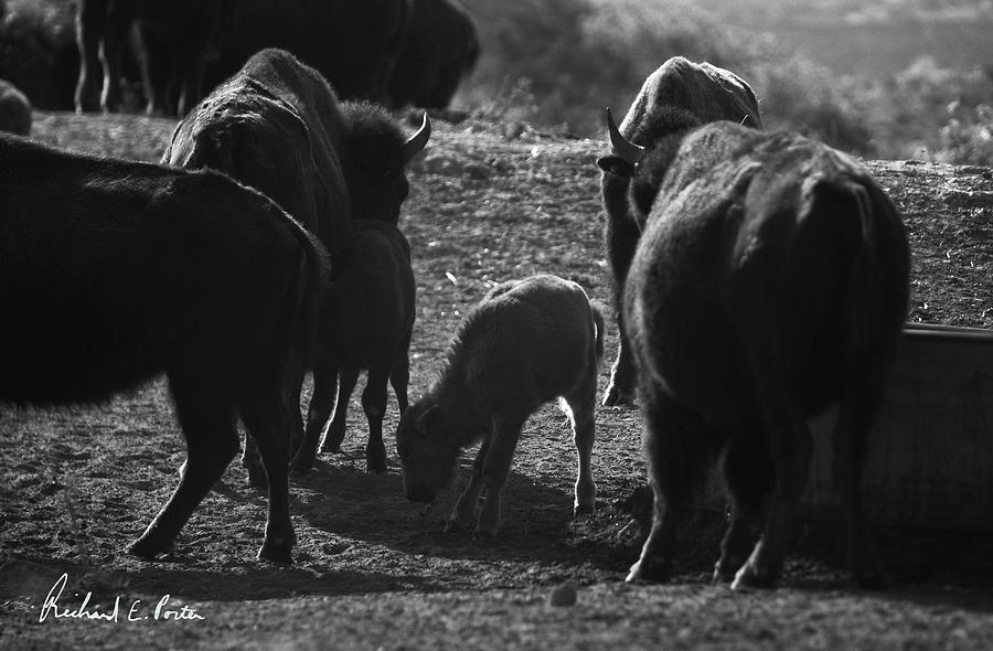 New Member of the Herd - Black and White - Caprock Canyons State Park, Texas - 05-07-22 Photograph by Richard Porter