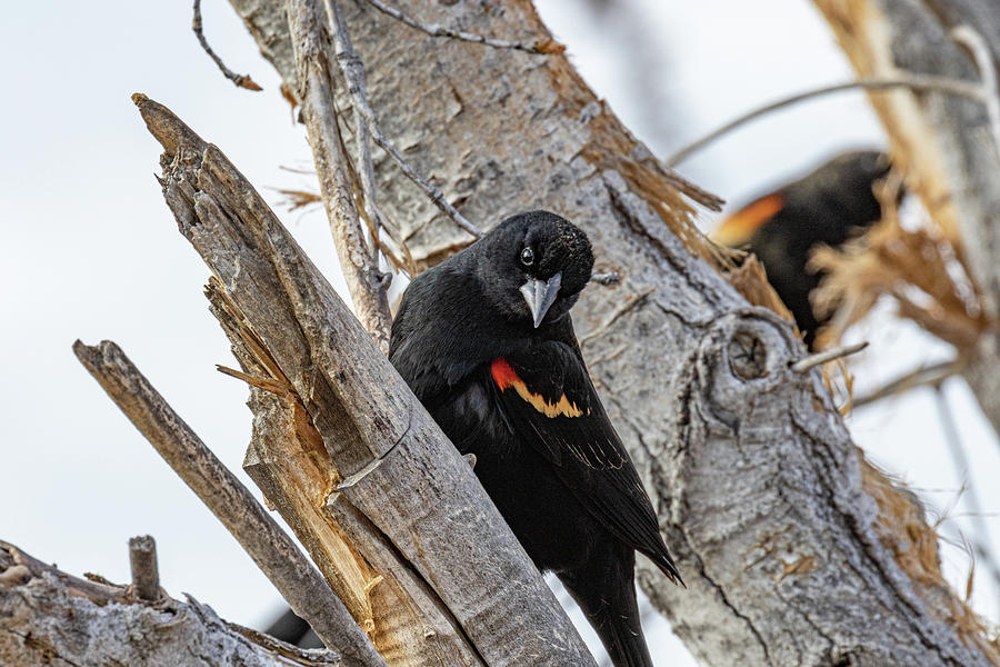 New Mexico Blackbird Photograph by Jim Gillen