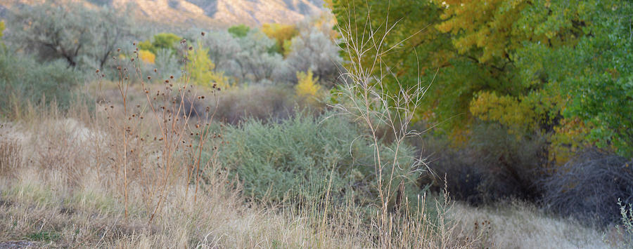 New Mexico Fall Photograph by Jennifer Kane Webb