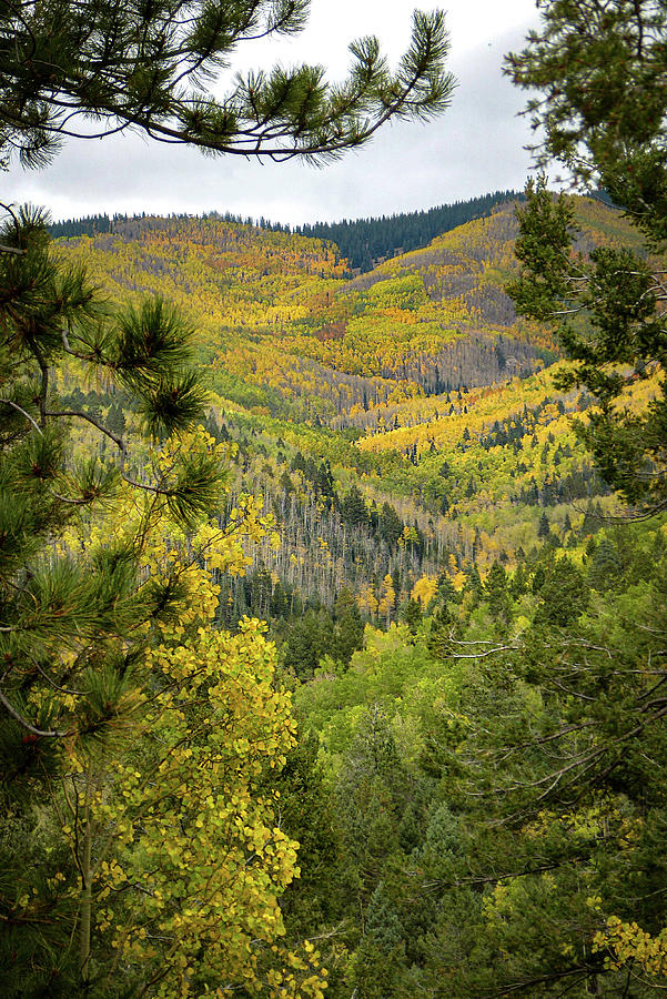 New Mexico Fall Tapestry Photograph by Martha Miller