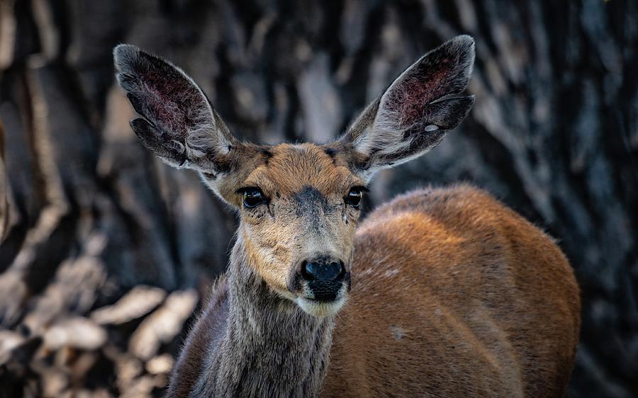 New Mexico Mule Deer Photograph by Linda Unger