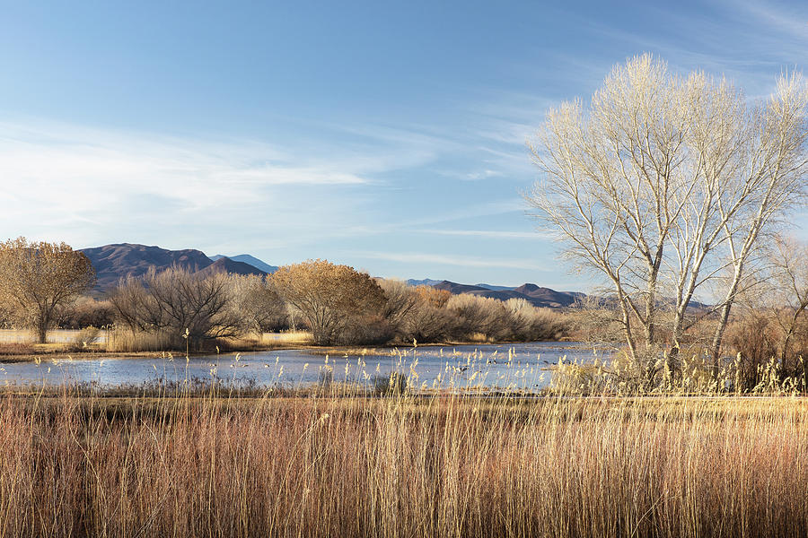 New Mexico Winter Landscape Trees Nature Photograph by Bill Swindaman ...