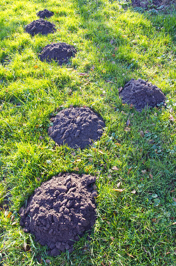 New Molehills On  Garden Grass Photograph by Alisbalb