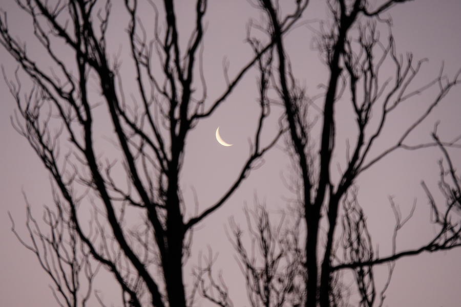 New Moon Through The Tree Photograph by Jia Liu