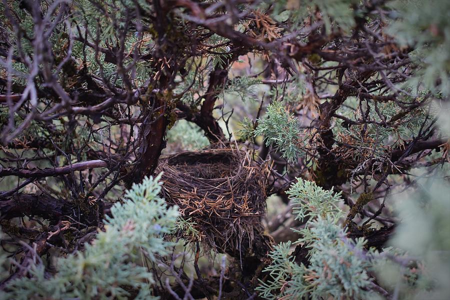New Nest Photograph by Alden White Ballard