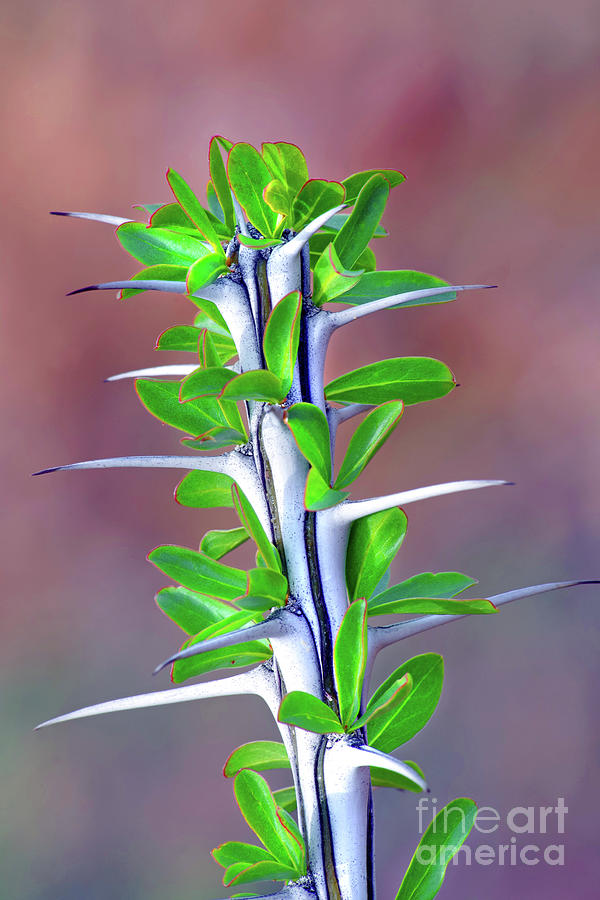 New Ocotillo Leaves Photograph by Douglas Taylor