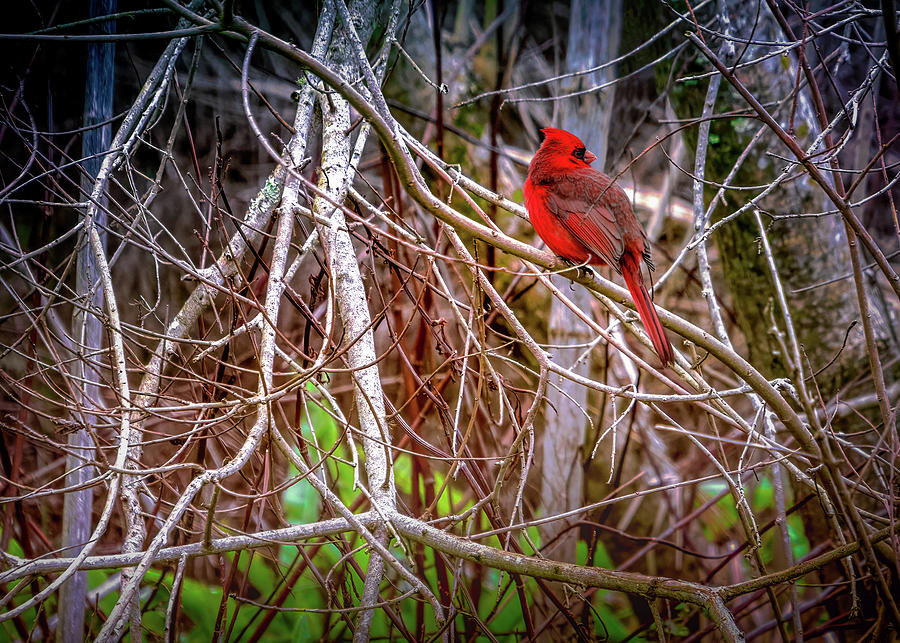 New Orleans Cardinal Photograph by Norma Brandsberg