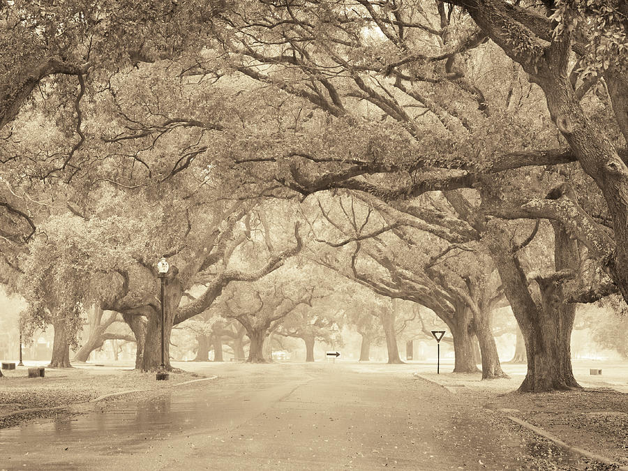 New Orleans City Park Photograph by Scott Rackers