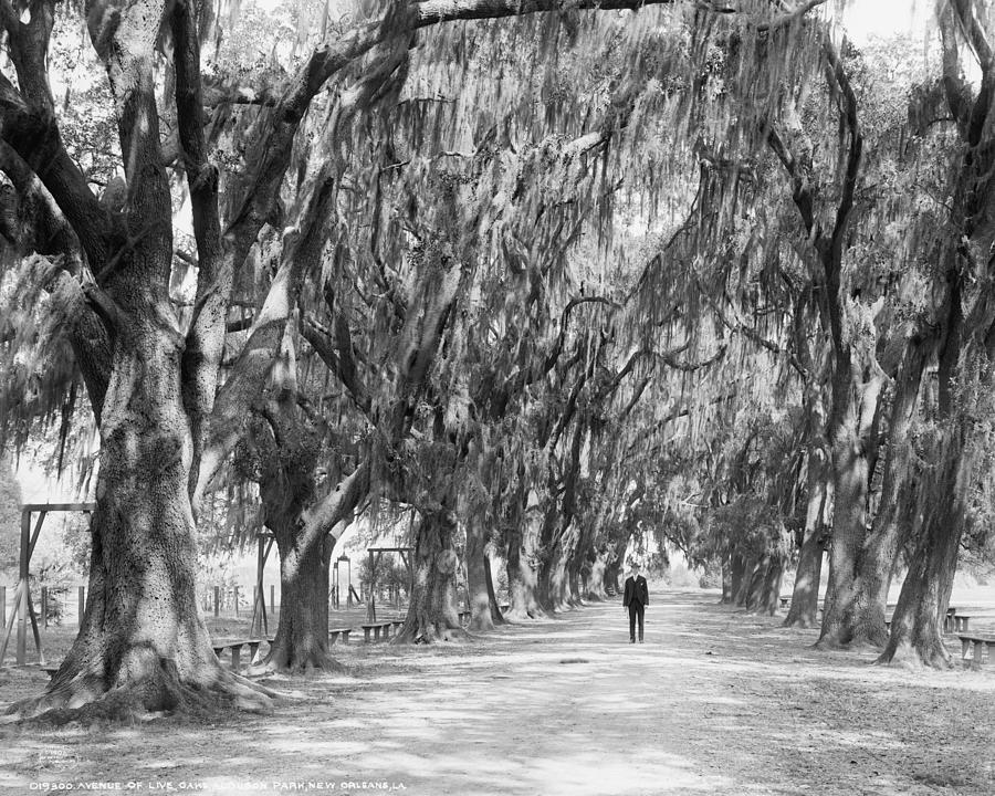 New Orleans, Louisiana, Oaks along street, Trees, 1906 Photograph by ...