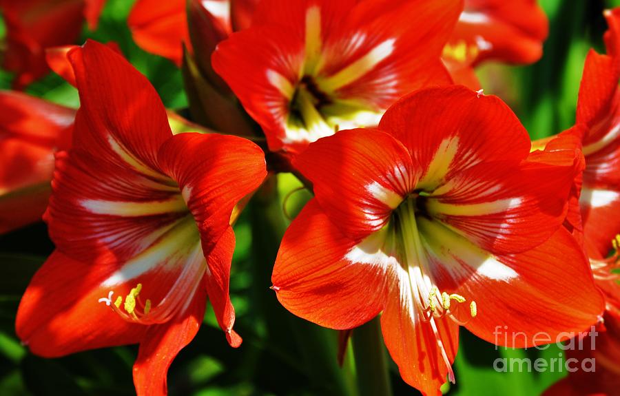 New Orleans Spring Variegated Amaryllis Photograph by Michael Hoard